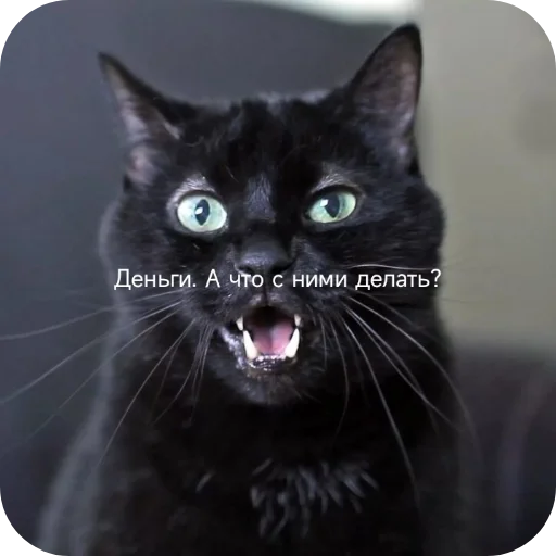 Kotiki_narkotiki25 13