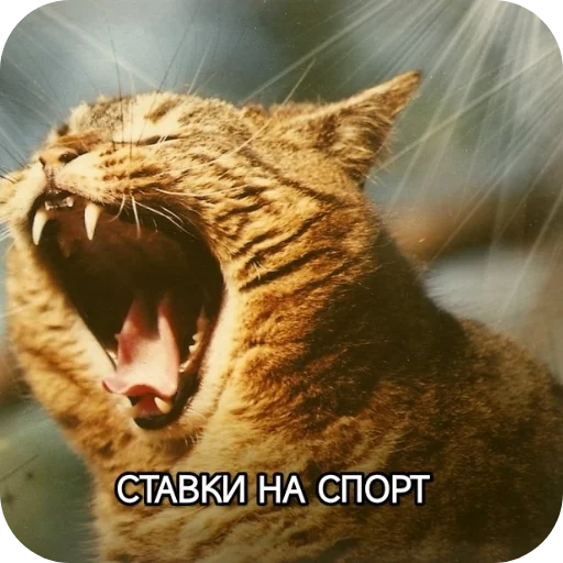 Kotiki_narkotiki25 14