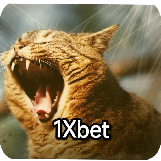 Kotiki_narkotiki25 15