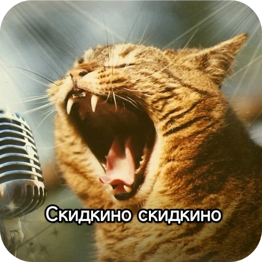 Kotiki_narkotiki25 16