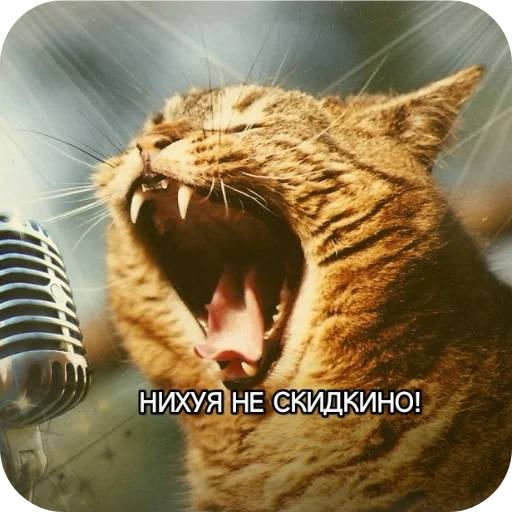 Kotiki_narkotiki25 17