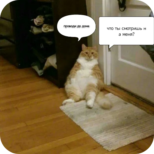 Kotiki_narkotiki25 18