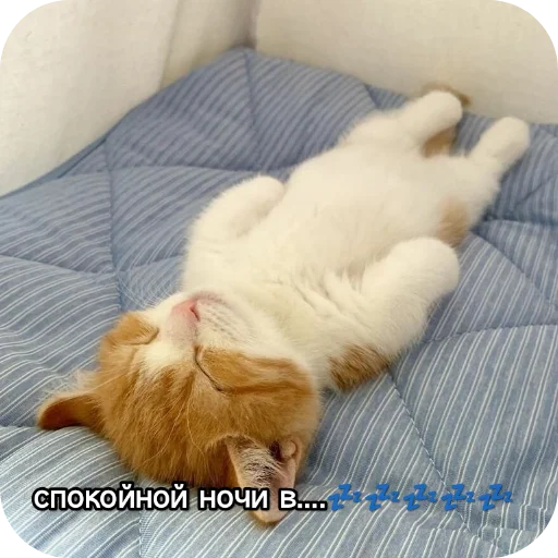 Kotiki_narkotiki25 19