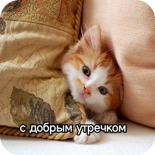 Kotiki_narkotiki25 20