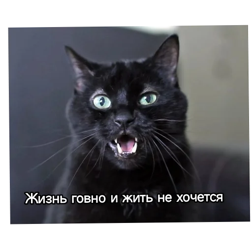 Kotiki_narkotiki25 21