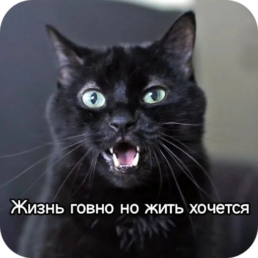 Kotiki_narkotiki25 22
