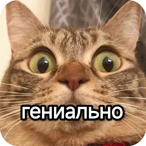 Kotiki_narkotiki25 23