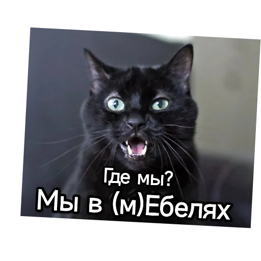 Kotiki_narkotiki25 24