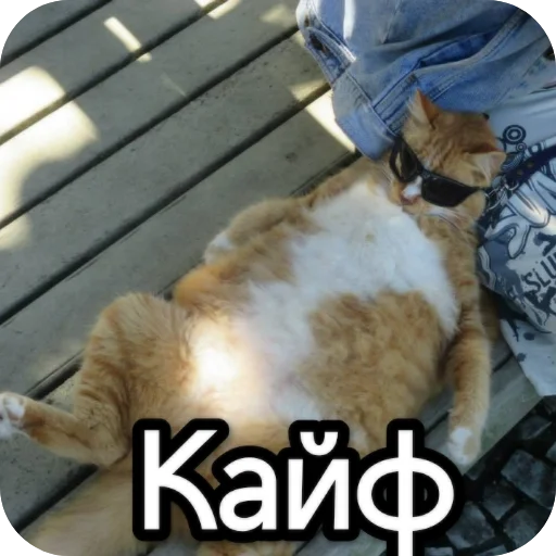 Kotiki_narkotiki25 25