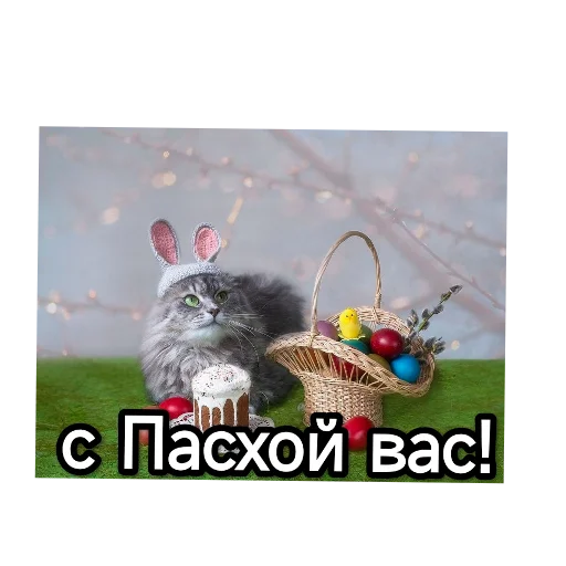 Kotiki_narkotiki25 26