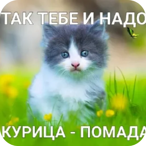 Kotiki_narkotiki25 27