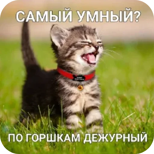 Kotiki_narkotiki25 28