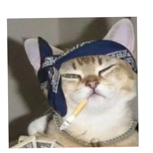 Kotiki_narkotiki25 29