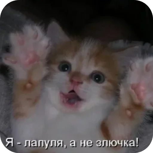 Kotiki_narkotiki25 30