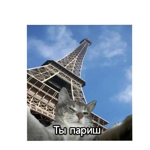 Kotiki_narkotiki25 32
