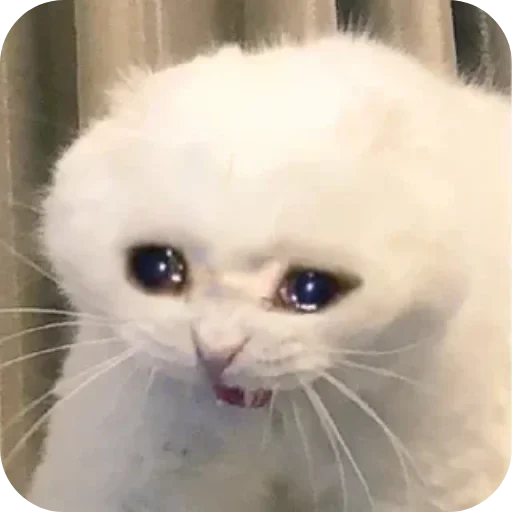 Kotiki_narkotiki25 33