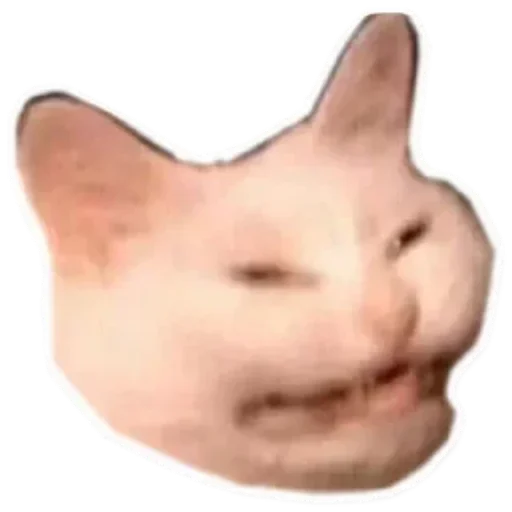 Kotiki_narkotiki25 34