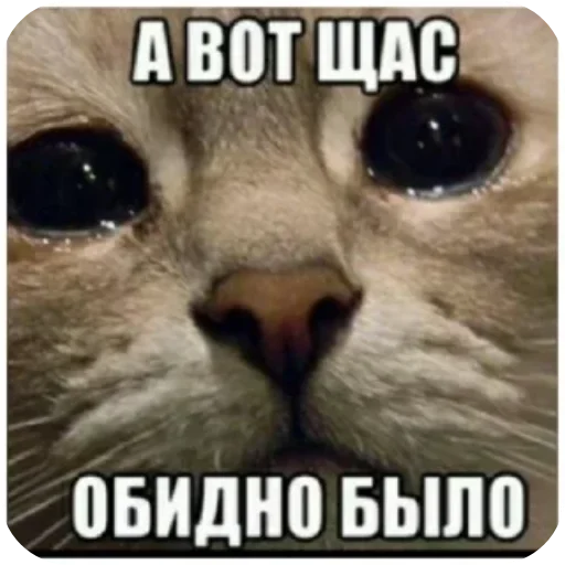 Kotiki_narkotiki25 35