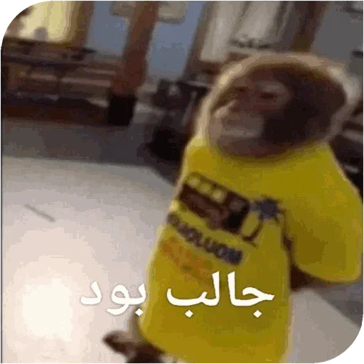 Monkey_owo 3