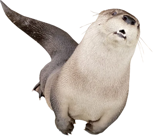 OttersGottaOtt4 3