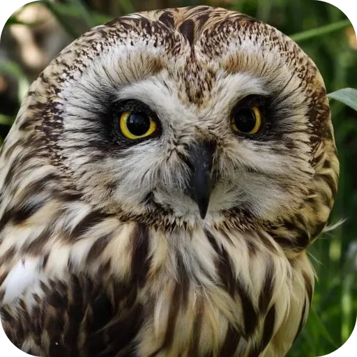 OwlsEarth928B 1