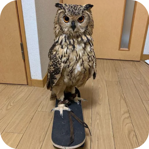 OwlsEarth928B 3