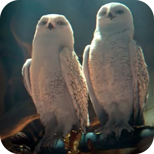 OwlsEarth928B 6