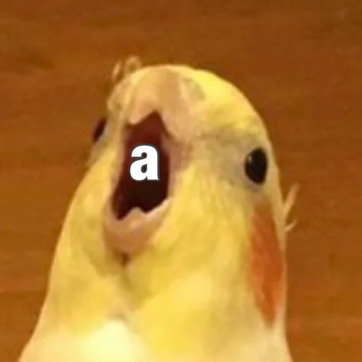 Parrots_Stickers 1