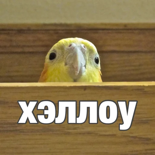 Parrots_Stickers 2