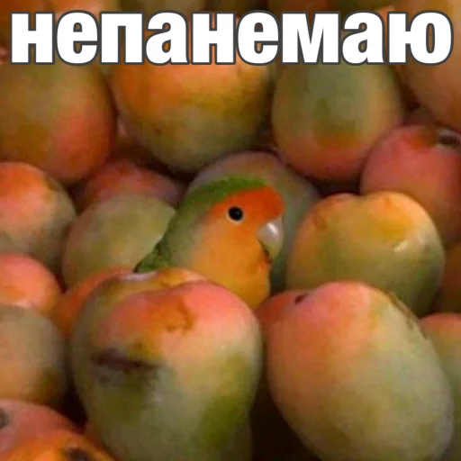 Parrots_Stickers 4