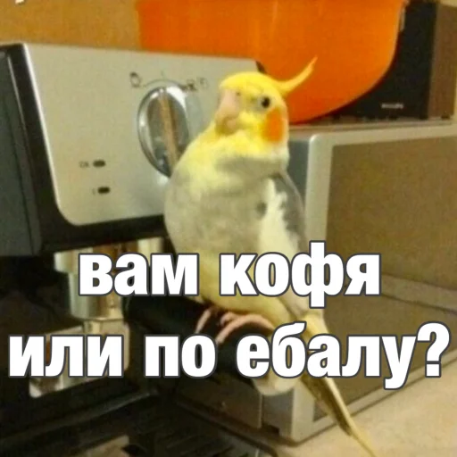 Parrots_Stickers 6