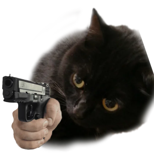 PistoleCat_Stfn 8