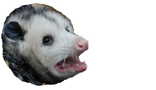 PossumStyle 1