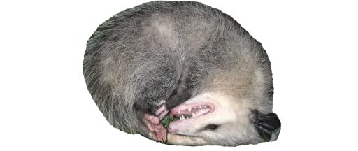 PossumStyle 2
