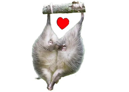 PossumStyle 3