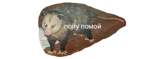 PossumStyle 4