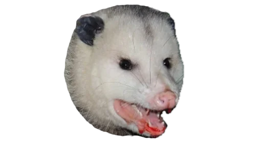 PossumStyle 5