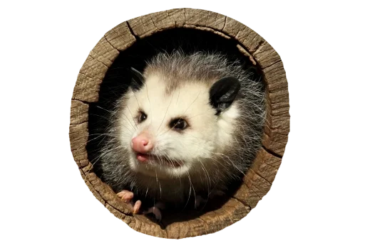 PossumStyle 6
