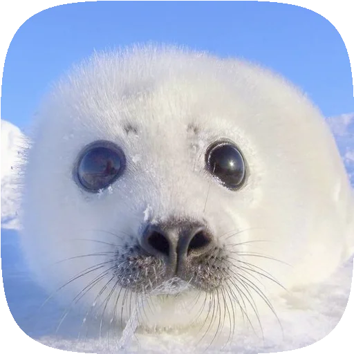 PusaSeal 1