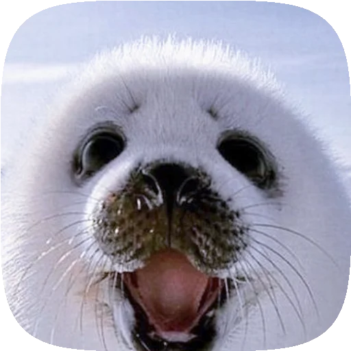 PusaSeal 2