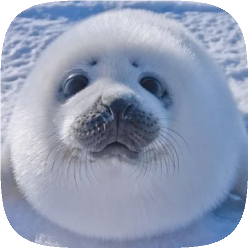 PusaSeal 3