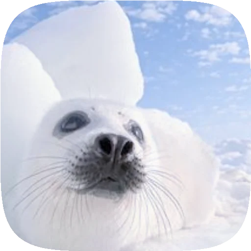 PusaSeal 4