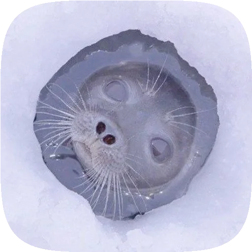 PusaSeal 5