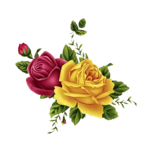 Roses_Color 6