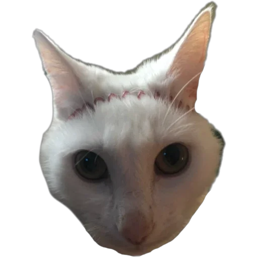 Thomasscat 3