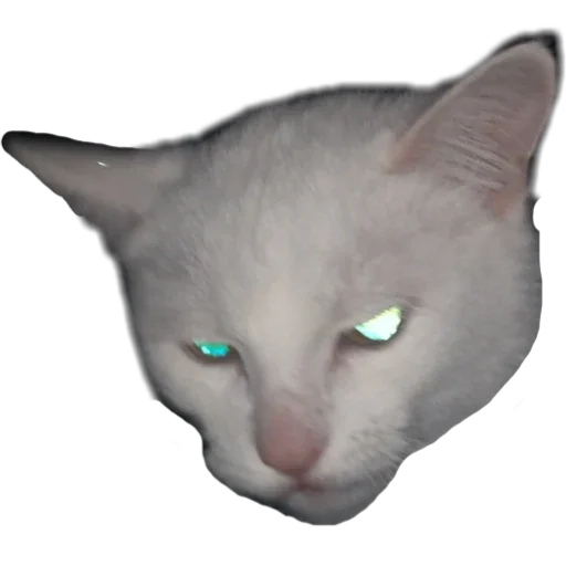 Thomasscat 4