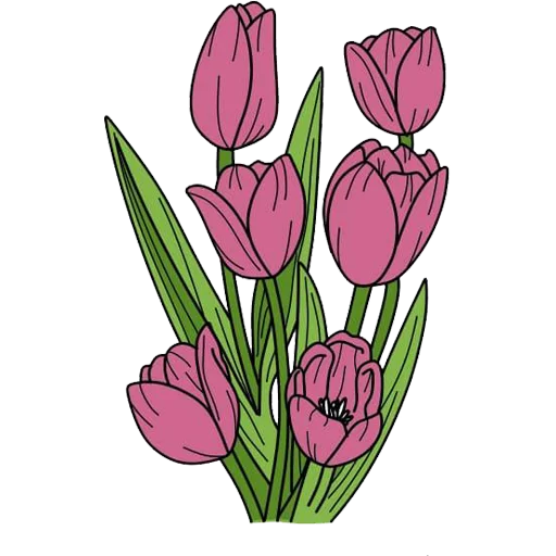 Tulips_Flower 2