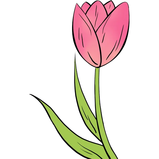 Tulips_Flower 3