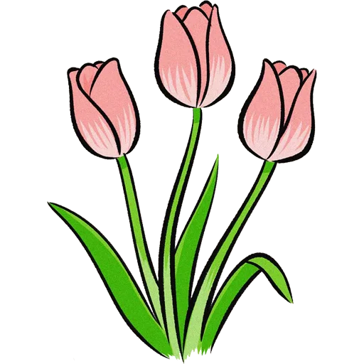 Tulips_Flower 4