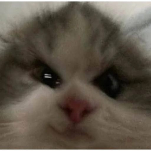 brokenpets 4